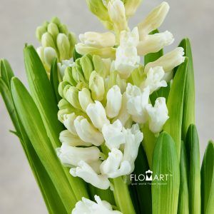 Hyacinthus Aiolos