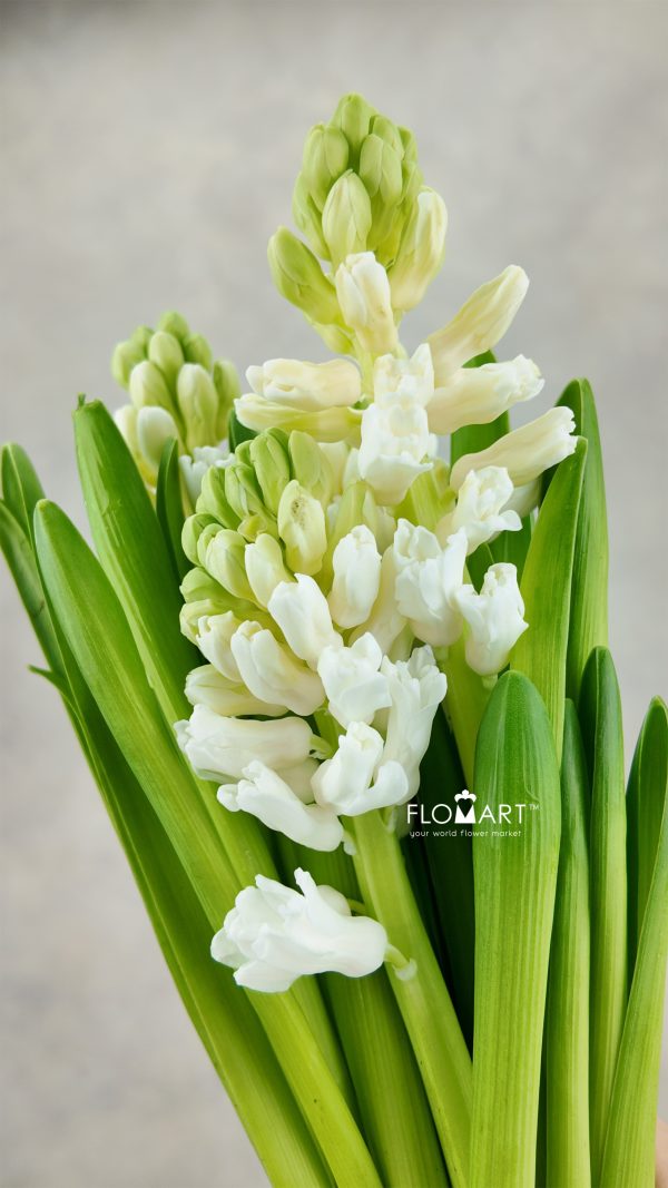 Hyacinthus Aiolos