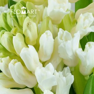 Hyacinthus Aiolos - Image 2