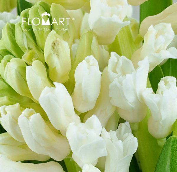 Hyacinthus Aiolos