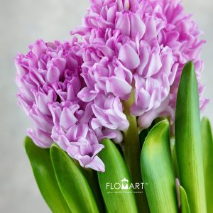 Hyacinthus Fondant