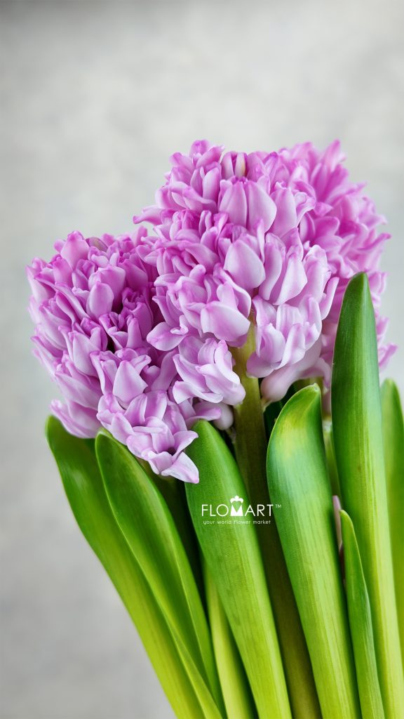 Hyacinthus Fondant