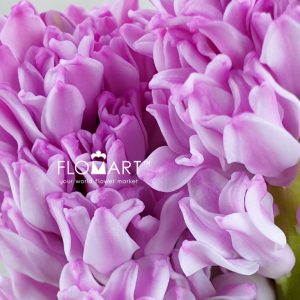 Hyacinthus Fondant - Image 2