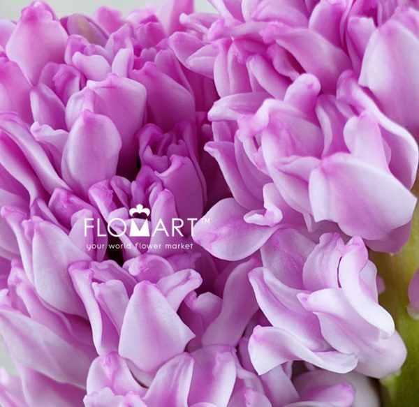 Hyacinthus Fondant