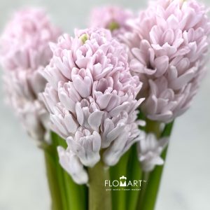 Hyacinthus Pink