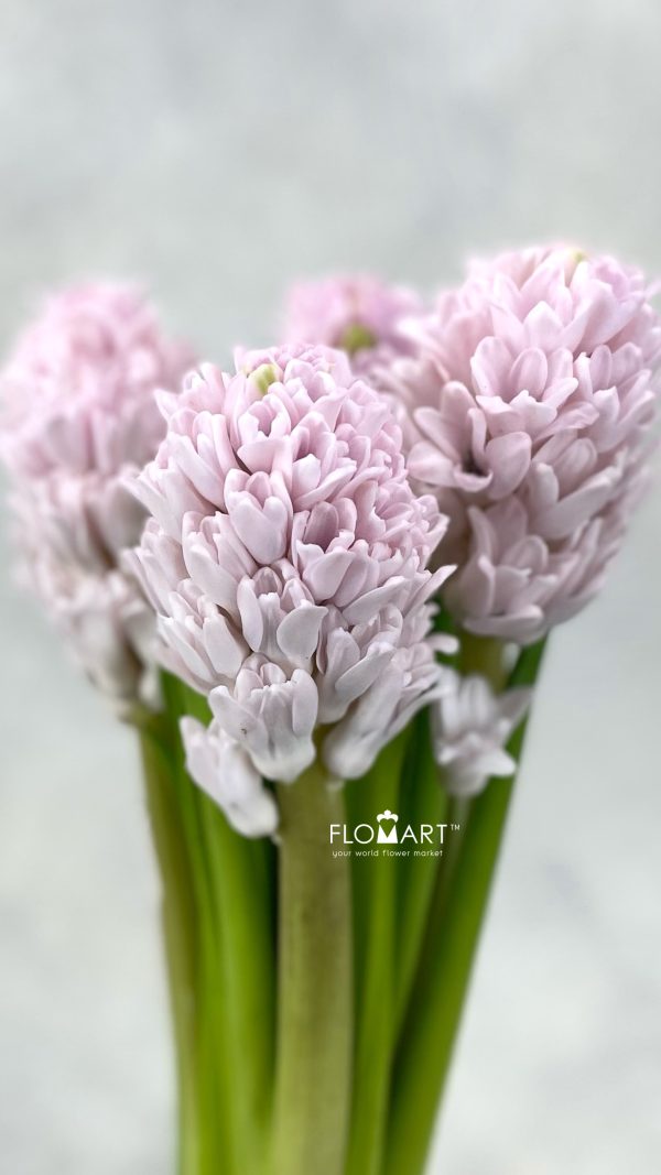 Hyacinthus Pink Hyacinthus Pink