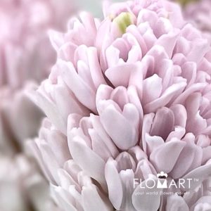 Hyacinthus Pink - Image 2