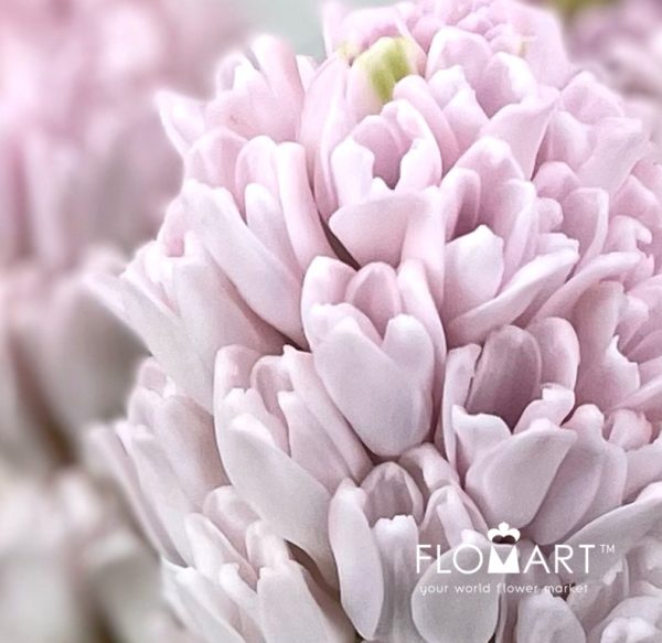 Hyacinthus Pink