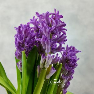 Hyacinthus Purple Voice
