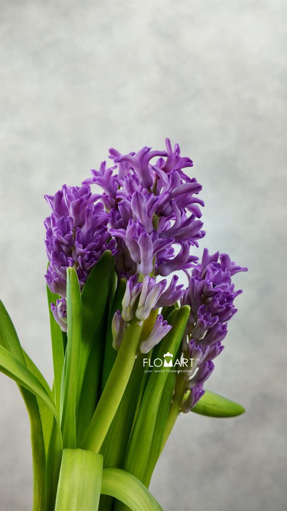 Hyacinthus Purple Voice