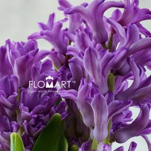 Hyacinthus Purple Voice - Image 2