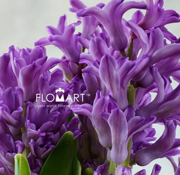 Hyacinthus Purple Voice