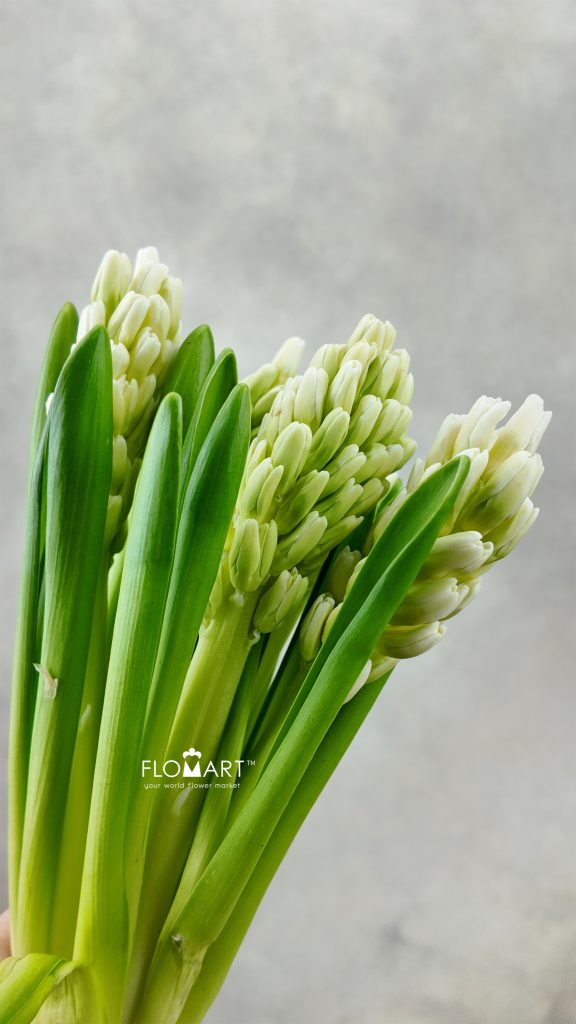 Hyacinthus Top White