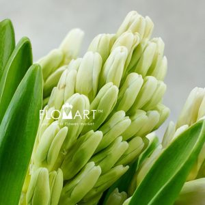 Hyacinthus Top White - Image 2