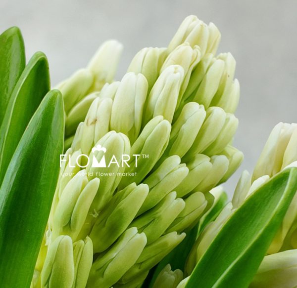 Hyacinthus Top White
