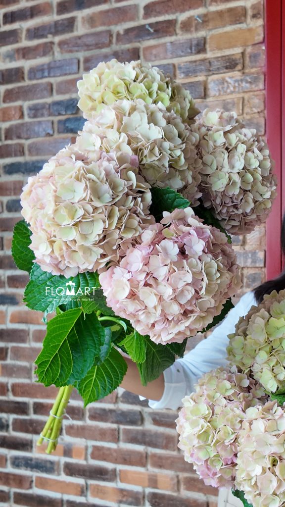 Hydrangea Adora Classic