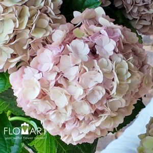 Hydrangea Adora Classic - Image 2