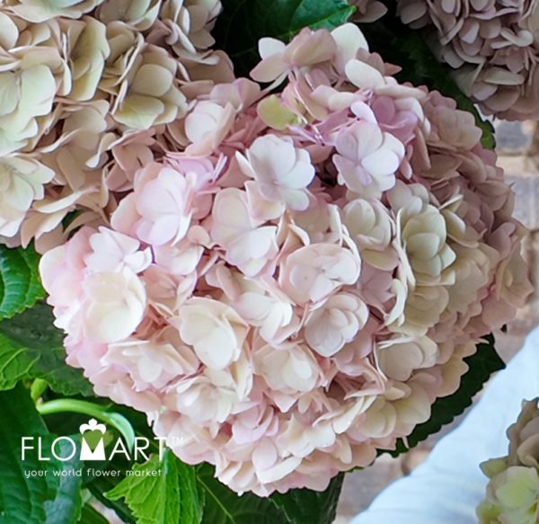 Hydrangea Adora Classic