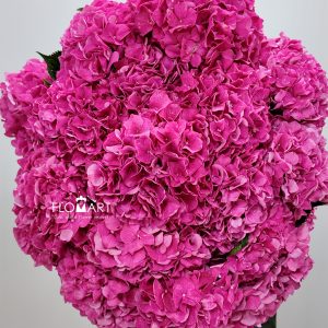 Hydrangea Alpine Glow