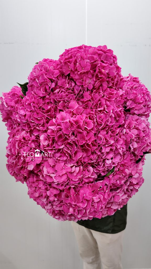 Hydrangea Alpine Glow