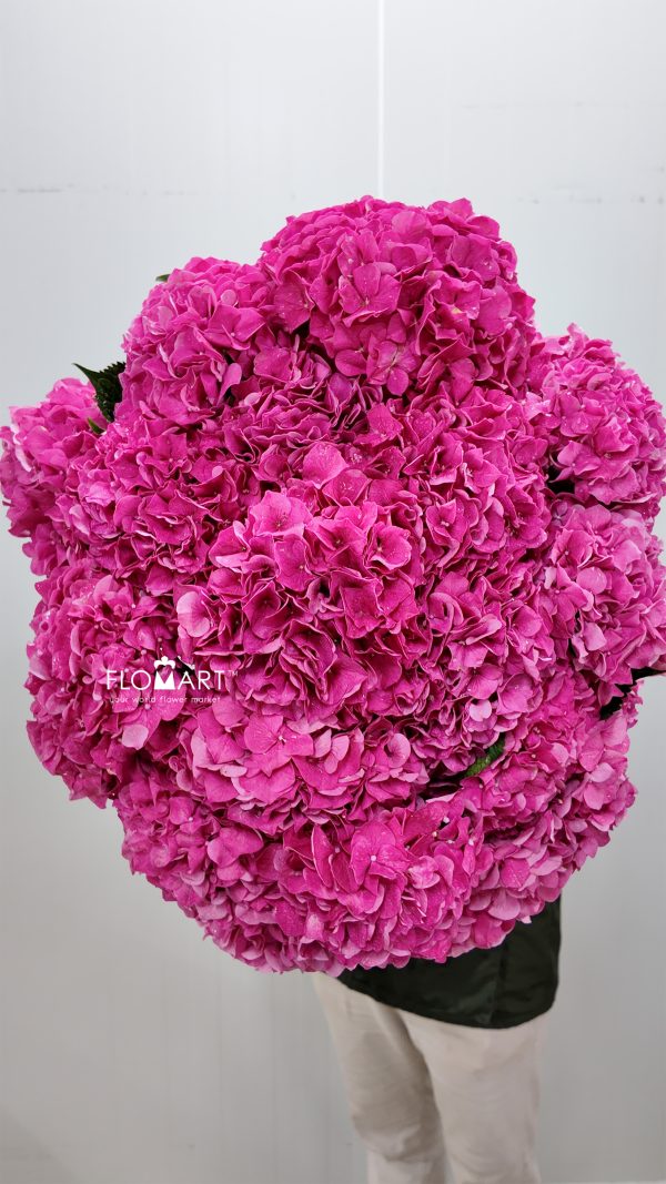 Hydrangea Alpine Glow