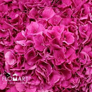 Hydrangea Alpine Glow - Image 2