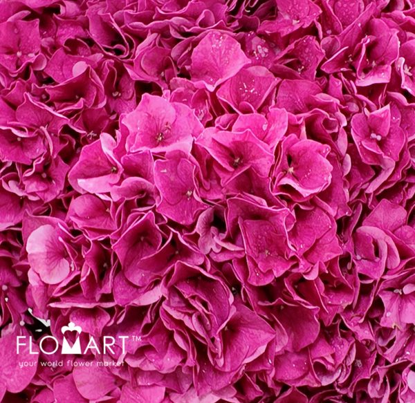 Hydrangea Alpine Glow