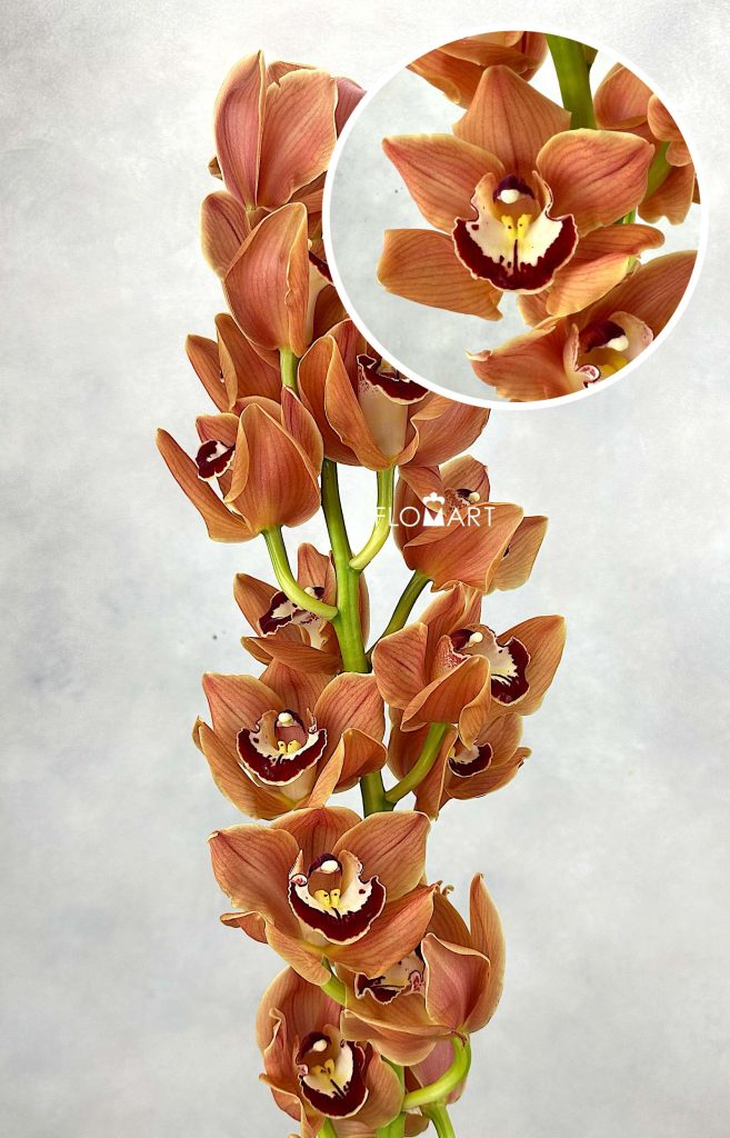 Cymbidium Std Olympic Flame