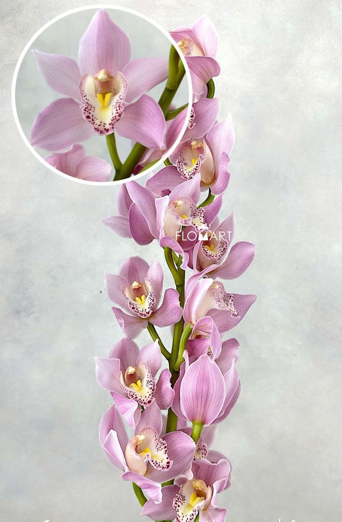 Cymbidium Std Hyzenthly