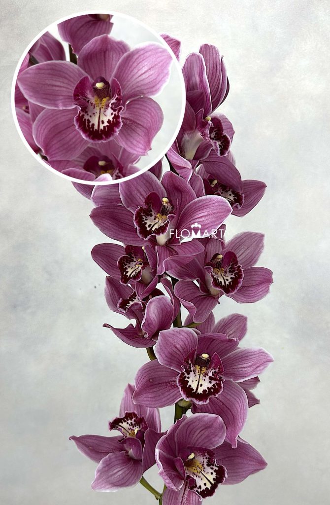 Cymbidium Std Monica