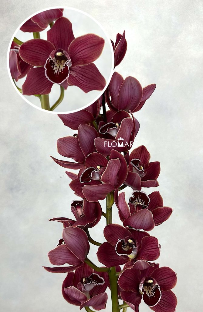 Cymbidium Std Hades