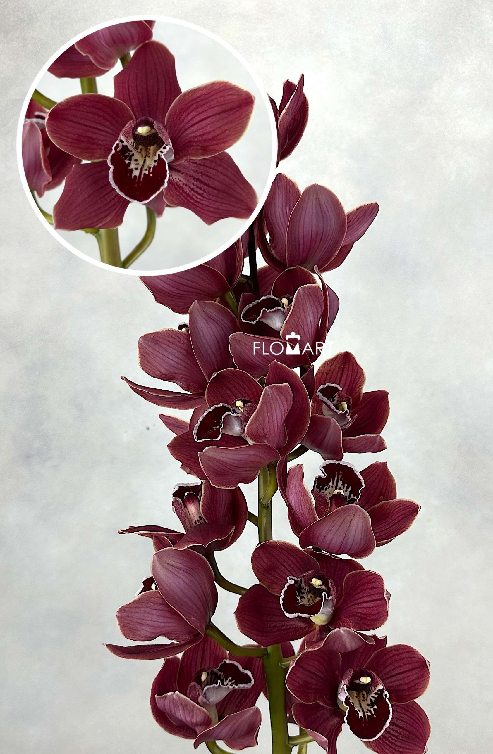 Cymbidium Std Hades - Image 1