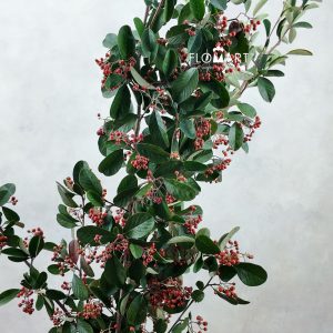 Ilex Latifolia
