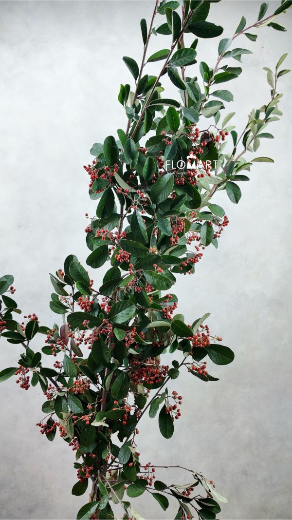 Ilex Latifolia