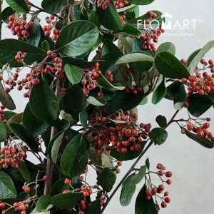 Ilex Latifolia - Image 2