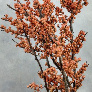 Ilex Magical Daydream