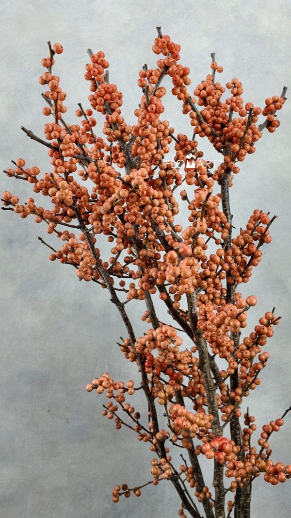 Ilex Magical Daydream