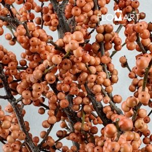 Ilex Magical Daydream - Image 2