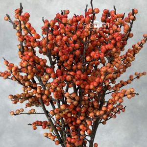 Ilex Oudijks Orange