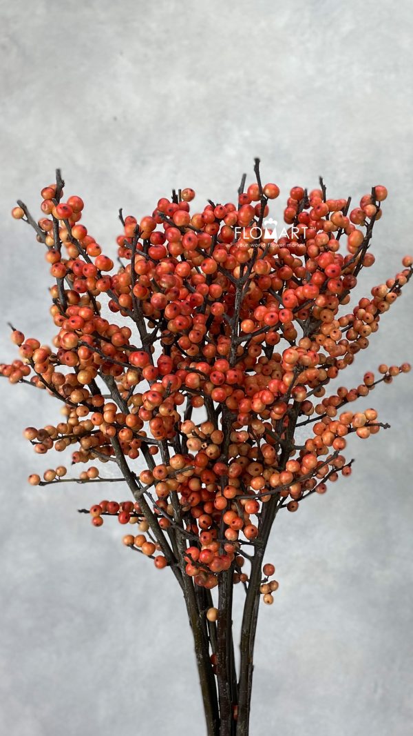Ilex Oudijks Orange