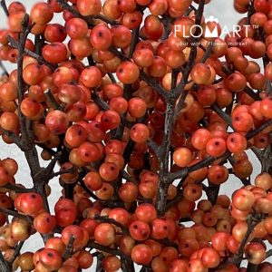Ilex Oudijks Orange - Image 2