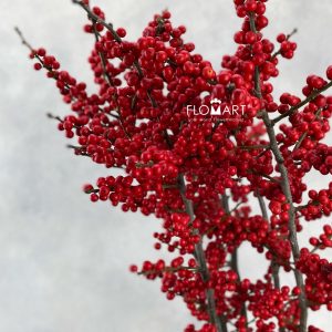 Ilex Verticillata Brit Buys