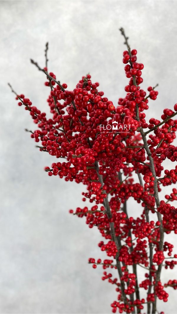 Ilex Verticillata Brit Buys