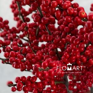 Ilex Verticillata Brit Buys - Image 2