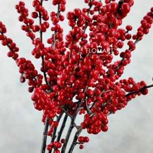 Ilex Verticillata