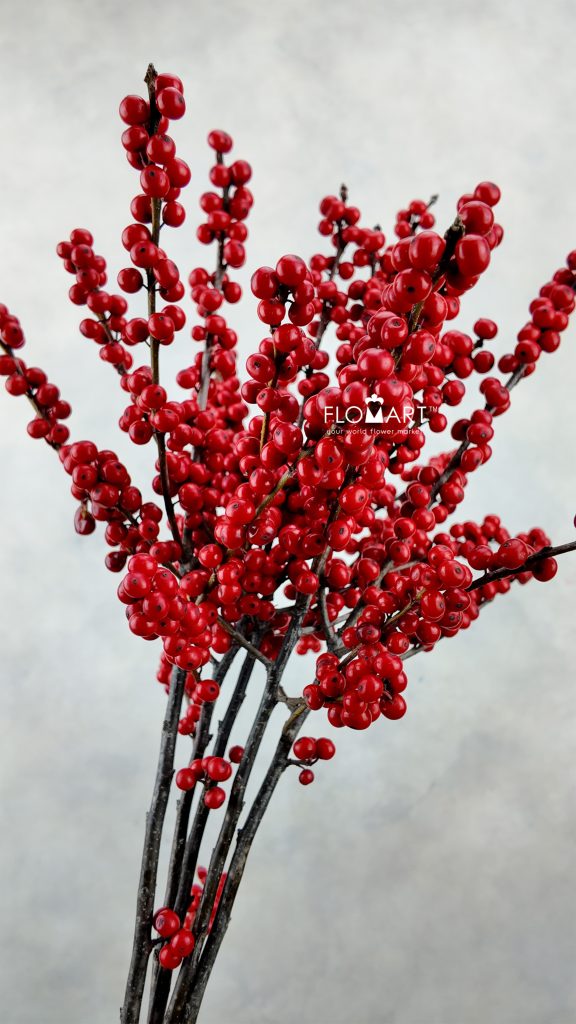 Ilex Verticillata