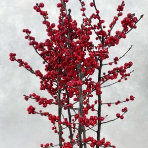 Ilex verticillata Oosterwijk