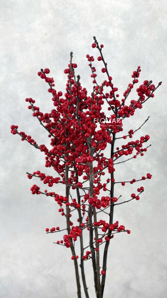 Ilex verticillata Oosterwijk