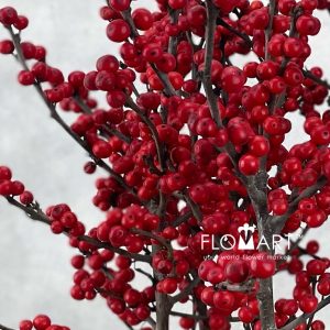 Ilex verticillata Oosterwijk - Image 2