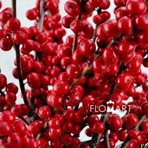 Ilex Verticillata - Image 2